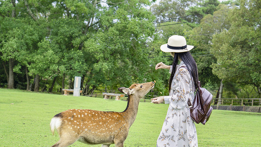 一只小鹿奈良喂食小鹿女孩背景