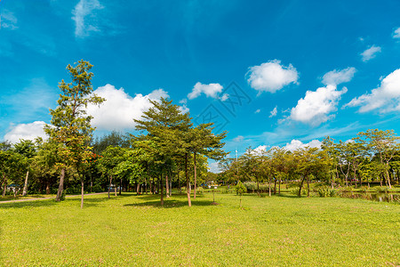 珠海滨海公园绿化草地背景