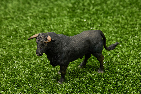 黑牛站在草地上侧面背景图片