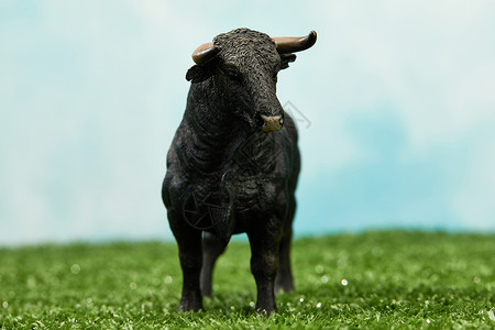 黑牛站在草地上背景图片