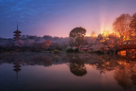 武汉东湖樱花园风光高清图片