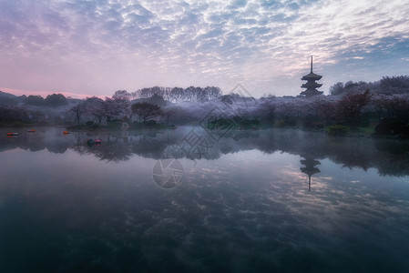 武汉东湖樱花园风光图片