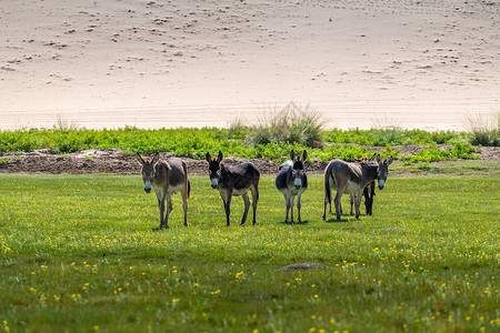 驴鞭沙漠绿洲上的驴背景