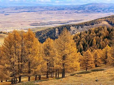 秋季的小树林航拍新疆哈密东天山秋景背景