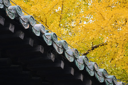秋季素材古风北京西山大觉寺秋色背景