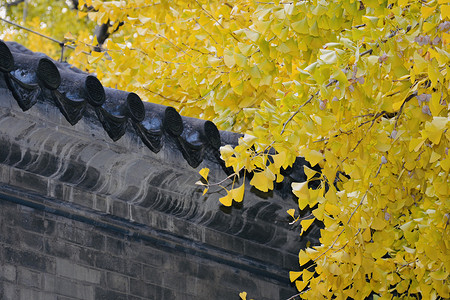 秋季北京北京西山大觉寺秋色背景