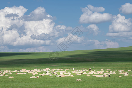 呼伦贝尔大草原羊群高清图片