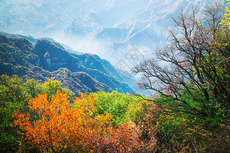 高尾山秋叶少华山秋景背景