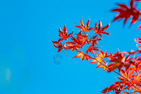 一丛红枫叶红色枫叶秋天的季节背景