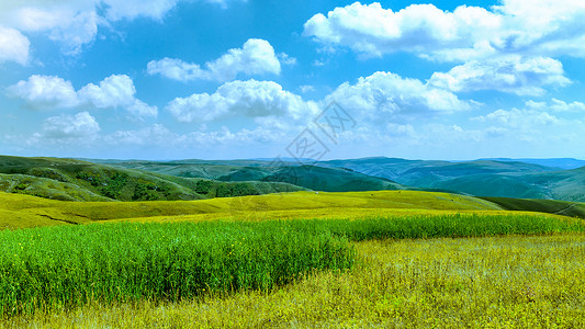内蒙古察右中旗高山莜麦田景观背景图片