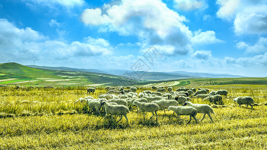 畜牧场内蒙古凉城县高山麦田和羊群背景