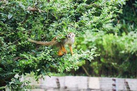 松鼠猴猴子爬树高清图片