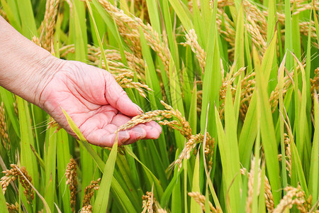 有机稻米秋天丰收的稻米田背景