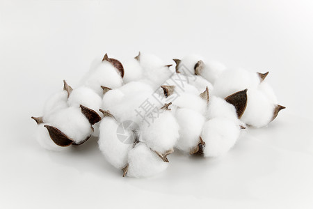 种植棉花白色桌面上的棉花背景