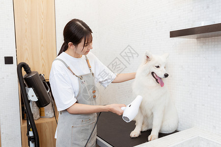 宠物美容师为萨摩耶吹毛高清图片