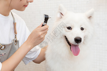 宠物美容师为萨摩耶检查耳螨高清图片