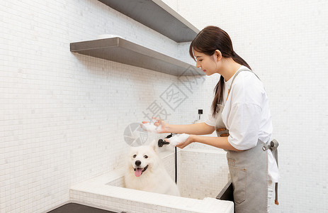 宠物美容师为萨摩耶洗澡图片