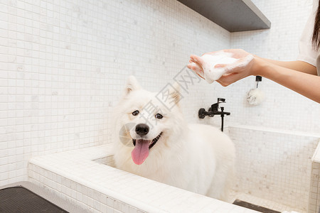 宠物美容师为萨摩耶洗澡背景图片