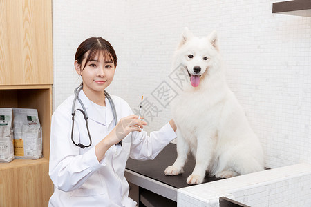 宠物医生为萨摩耶打疫苗高清图片
