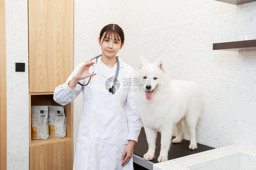 宠物医生为萨摩耶体检治疗图片