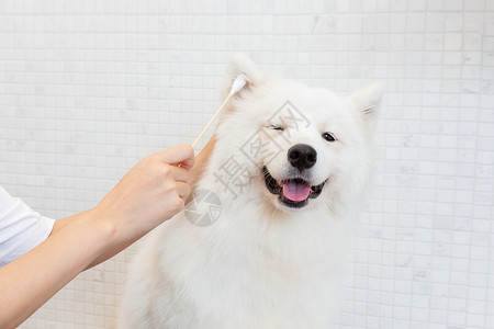 宠物美容师为萨摩耶清洁耳朵高清图片