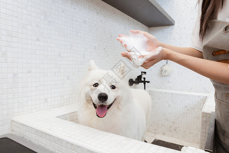 棕白小狗宠物美容师为萨摩耶清洁洗澡背景