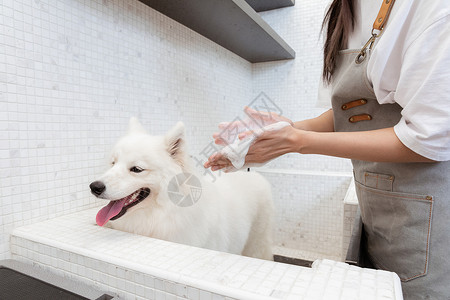 宠物美容师为萨摩耶清洁洗澡图片