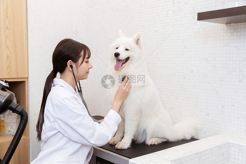 宠物医生拿听诊器为萨摩耶体检图片
