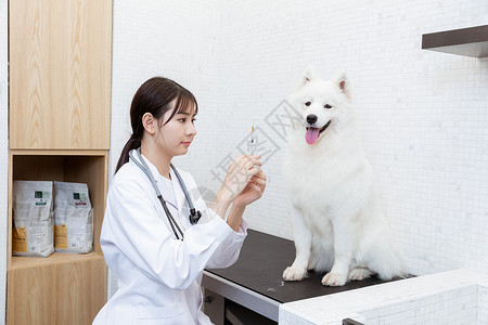 宠物医生为萨摩耶打疫苗图片