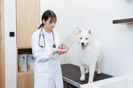 宠物医生给萨摩耶体检吃药图片