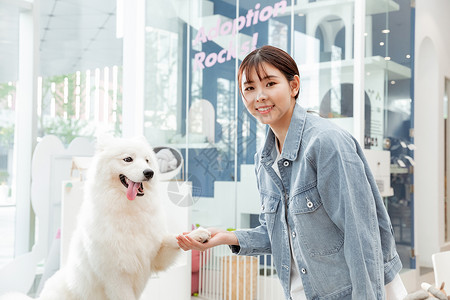 青年美女与宠物萨摩耶相伴握手高清图片