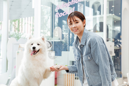 青年美女与宠物萨摩耶相伴握手高清图片