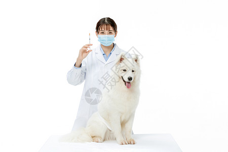 宠物医生为萨摩耶扎疫苗图片