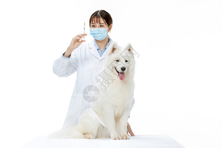 宠物医生为萨摩耶扎疫苗背景