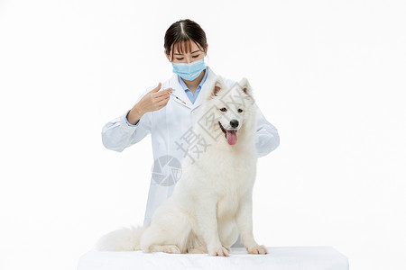 宠物医生为萨摩耶扎疫苗高清图片