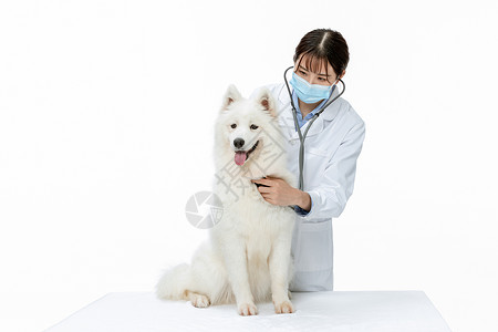 戴维桑德宠物医生戴口罩为萨摩耶体检背景