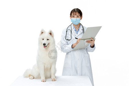 白口罩宠物医生戴口罩为萨摩耶体检背景
