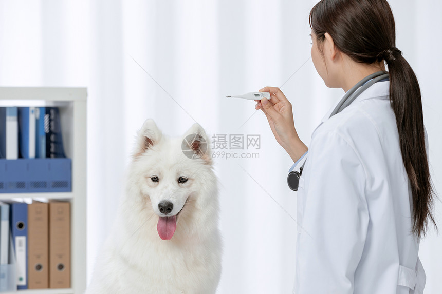 宠物医生为萨摩耶测量体温图片