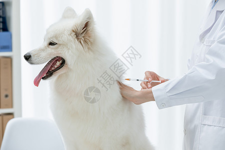 针头扎针打针宠物医生为萨摩耶扎疫苗背景