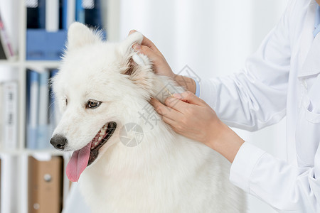 宠物医生为萨摩耶清洁耳朵背景图片