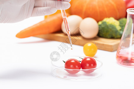 食品技术转基因小番茄科研培育背景