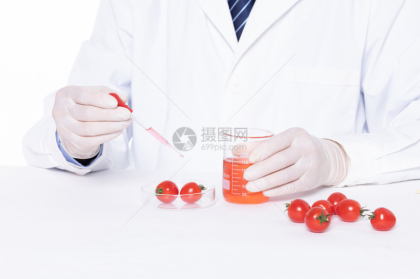 转基因小番茄科研培育图片