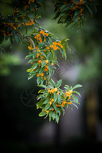 金秋叶子金秋桂花树特写背景