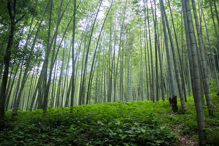 杭州云栖竹径美丽的竹林背景图片