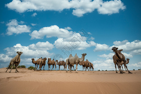 敦煌鸣沙山沙漠骆驼背景图片