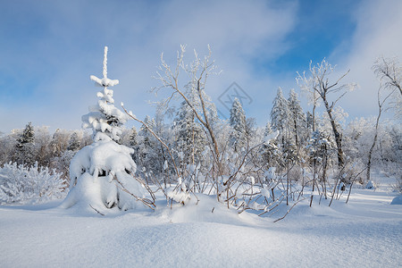 吉林冬天雪松风光图片