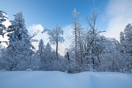 吉林冬天雪松风光背景图片