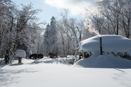 吉林冬天雪松风光背景图片