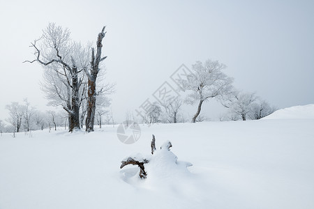 吉林冬天雪松风光图片