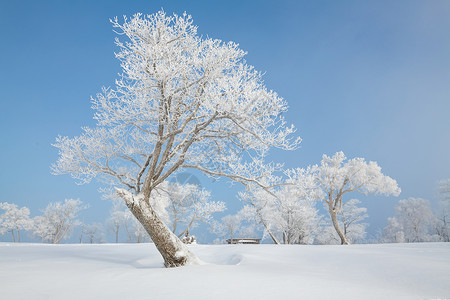吉林冬天雪松风光高清图片